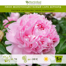 Пион молочноцветковый Сара Бернард