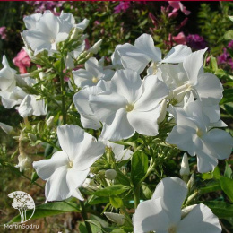 Флокс метельчатый Мерлинка