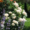 Роза чайно-гибридная Боинг фото 4 