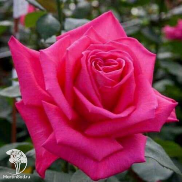 Фото Роза Сьюзен Хэмпшир