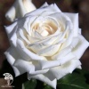 Роза чайно-гибридная Боинг фото 1 