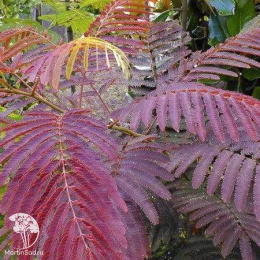 Альбиция ленкоранская Эвейс Прайд