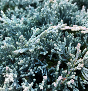 Фото Можжевельник горизонтальный Блю Мун