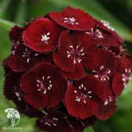 Гвоздика (бородатая) Турецкая Нигриканс