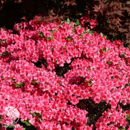 Рододендрон тупой Михико / Гейша Дункельроза