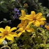 Bidens ferulifolia Bill's Medaillon Биденс Билс Медальон фото 3 