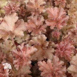 Гейхера Каппучино