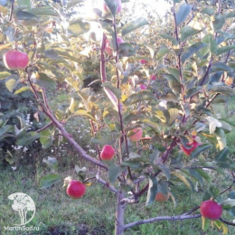 Сверхвыгодный комплект! Яблоня Былина + опылитель яблоня Вишнёвое