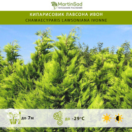 Кипарисовик лавсона Ивон