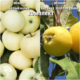 Яблоня Китайка золотая (ранняя) + опылитель яблоня Белый налив