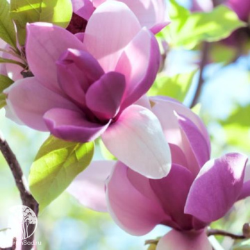 Фото Магнолия гибридная Яеко