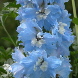 Дельфиниум высокий Мэджик Фонтэйнс Скай Блю Вайт Би (Семена Профи)