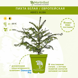 Пихта белая / европейская в контейнере