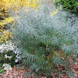  Ива лоховидная Ангустифолия