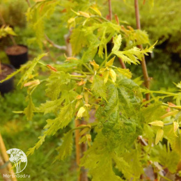 Липа Генрик Эдер на штамбе