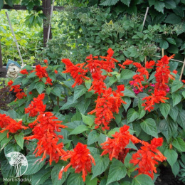 Сальвия Магический огонь