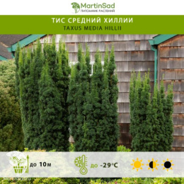 Тис средний Хиллии