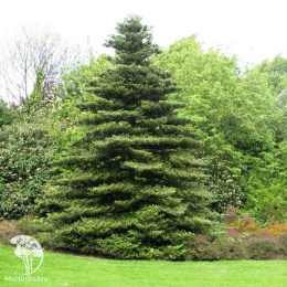 Пихта корейская (120-140 см, C-10, ДИСКОНТ, Супер цена 50)