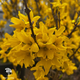 Форзиция промежуточная Миниголд