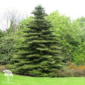Фото Пихта корейская (120-140 см, C-10, ДИСКОНТ, Супер цена 50)