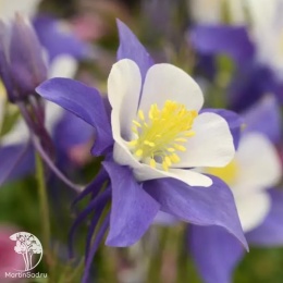 Aquilegia vulgaris Earlybird Blue White Аквилегия Эрлибёрд Блю Вайт