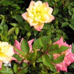  Роза миниатюрная Триколор
