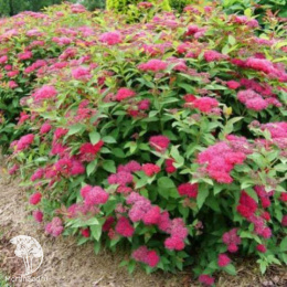 Спирея японская Дабл Плей Дузи