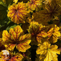 Сверхвыгодный микс! Гейхера Дельта Даун + Гейхера Черри Кола + Гейхера Ред Лайтинг