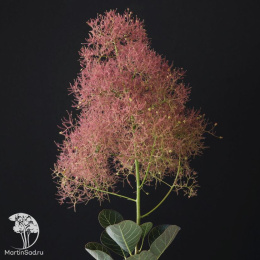 Скумпия кожевенная Мэджикал Торч