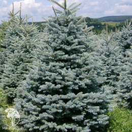 Ель колючая Глаука Маджестик Блю