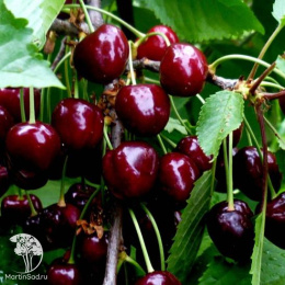 Черешня гибрид Ипуть + Ленинградская чёрная