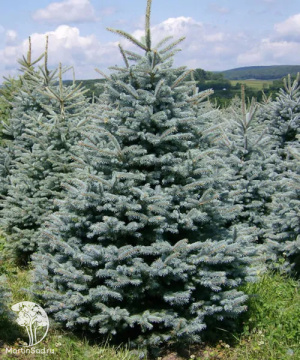 Фото Ель колючая Глаука Маджестик Блю