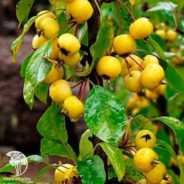 Яблоня Китайка золотая (ранняя) + опылитель яблоня Белый налив