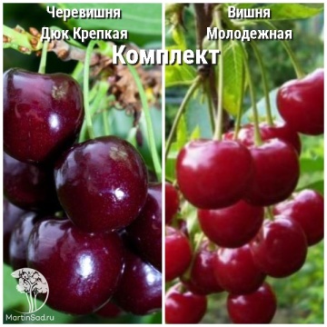 Фото Сверхвыгодный комплект! Черевишня дюк Крепкая + опылитель вишня Молодёжная