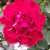 Роза чайно-гибридная Барбара на штамбе фото 5 