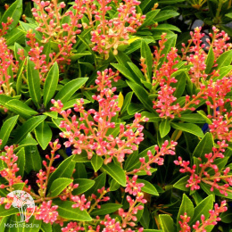 Пиерис японский Дебютант