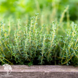 Тимьян душистейший Апельсин
