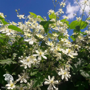 Фото Клематис мелкоцветковый Поль Фаргес (Саммер Сноу)