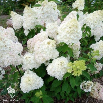 Фото Гортензия метельчатая Диамантино на штамбе