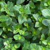 Mentha Мята Мёд фото 1 