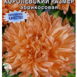 Астра королевский размер Абрикосовая