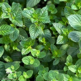 Mentha Мята Мёд