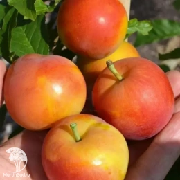 Шарафуга Белая