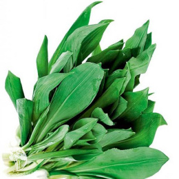 Черемша Медвежонок