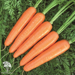 Морковь Страна Чудес F1