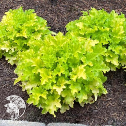 Сверхвыгодный микс! Гейхера Лайм Мармелад + Гейхера Джинджер Пич + Гейхера Лайм Раффлз