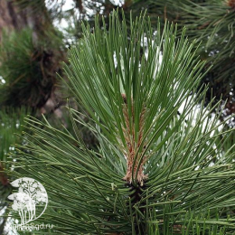 Сосна чёрная 200 см