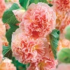 Шток-роза Розина (лососево-розовая) фото 2 