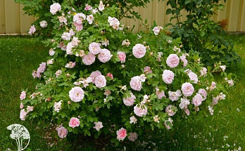 Самые зимостойкие сорта роз