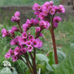 Бадан сердцелистный Пурпуреа